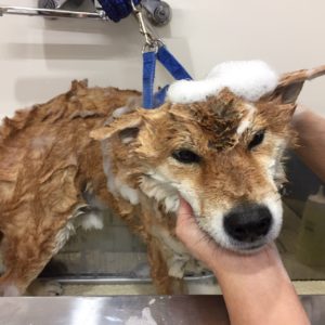 シャンプーしば