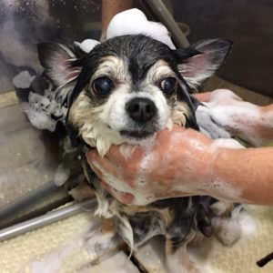 シャンプーチワワ