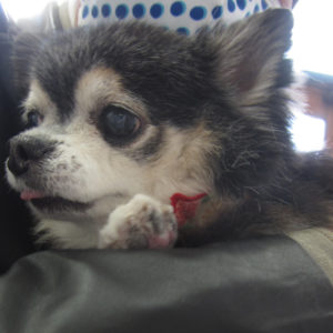 仕上がりチワワ