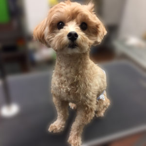 よろしくミックス