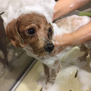 シャンプーミックス