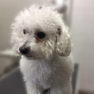 よろしくトイプー