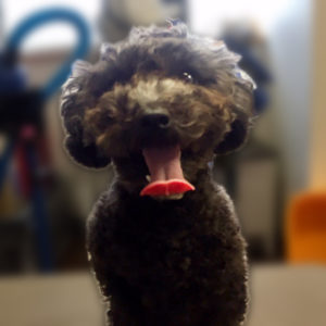 よろしくトイプー