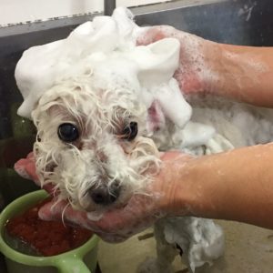 シャンプートイプー