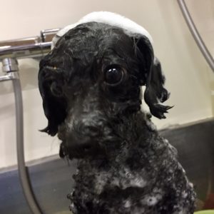 シャンプートイプー