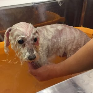 お風呂トイプー