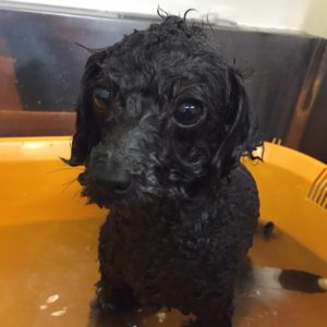 お風呂トイプー