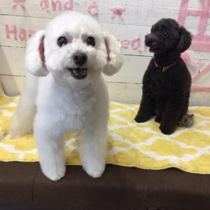 仕上がりトイプー