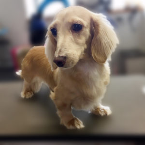 よろしくダックス