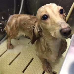 シャンプーダックス