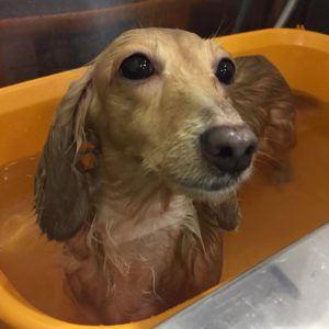 お風呂ダックス