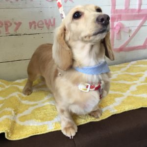 仕上がりダックス