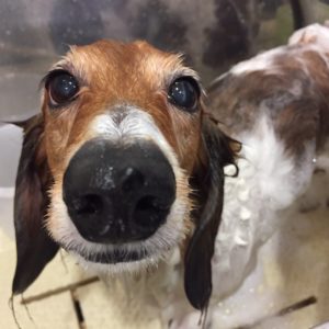 シャンプーダックス