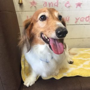 仕上がりダックス