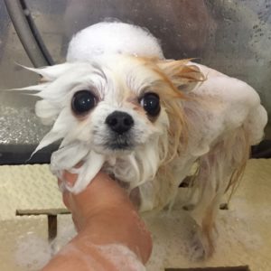 シャンプーチワワ