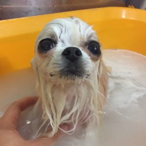 お風呂チワワ
