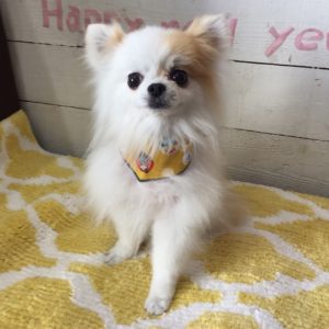 仕上がりチワワ