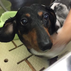 シャンプーダックス