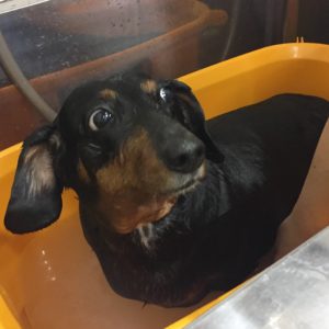 お風呂ダックス
