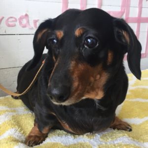 仕上がりダックス