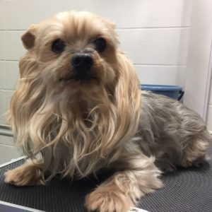 よろしくヨーキー