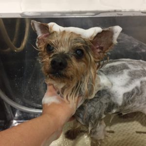 シャンプーヨーキー