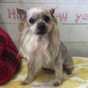 仕上がりヨーキー