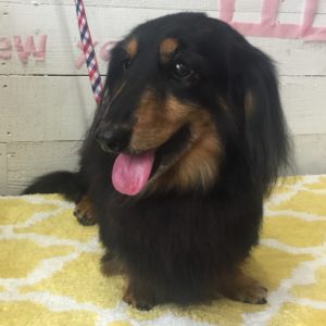 仕上がりダックス