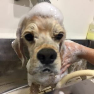 シャンプーAコッカー