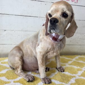 仕上がりAコッカー