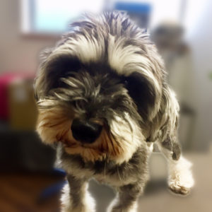 よろしくMシュナ