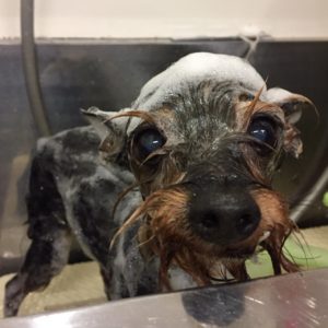 シャンプーミックス