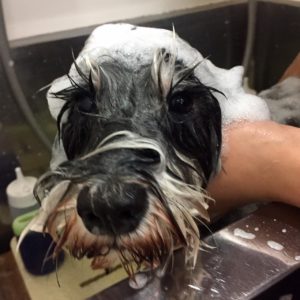 シャンプーMシュナ