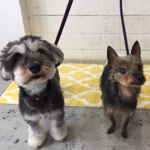 仕上がりミックス&Mシュナ