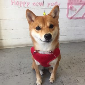 マルちゃん施術後