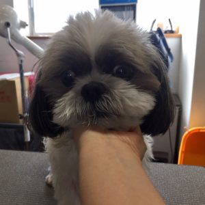 小太郎ちゃんカット前