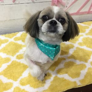 小太郎ちゃん施術後