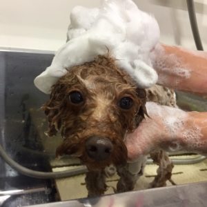 ゆずちゃんシャンプー中