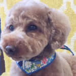 ゆずちゃんアイキャッチ