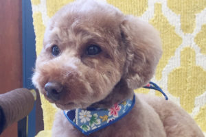 ゆずちゃんアイキャッチ