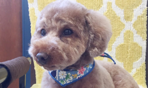 ゆずちゃんアイキャッチ