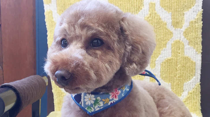 ゆずちゃんアイキャッチ