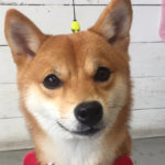 マルちゃんアイキャッチ