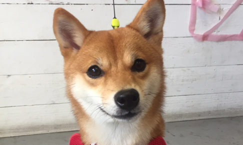 マルちゃんアイキャッチ