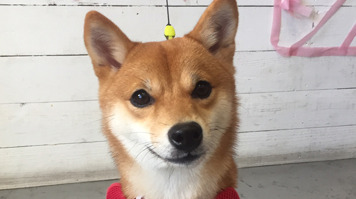 マルちゃんアイキャッチ