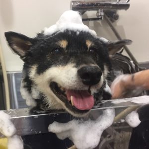カールちゃんシャンプー中