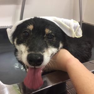 カールちゃんスパ中