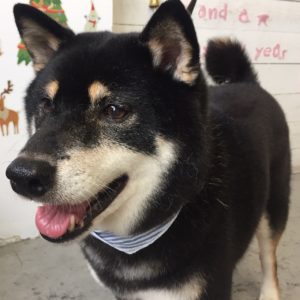 カールちゃん施術後