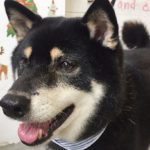 カールちゃんアイキャッチ