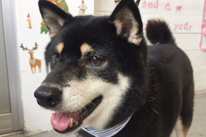 カールちゃんアイキャッチ